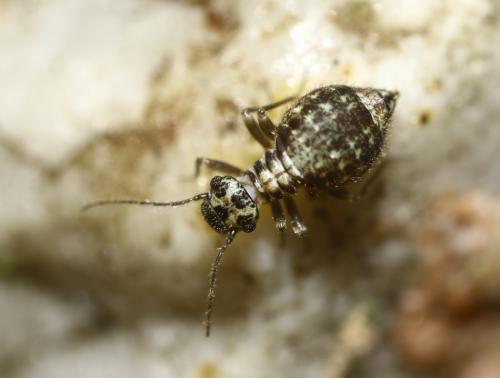 Mesopsocus sp.